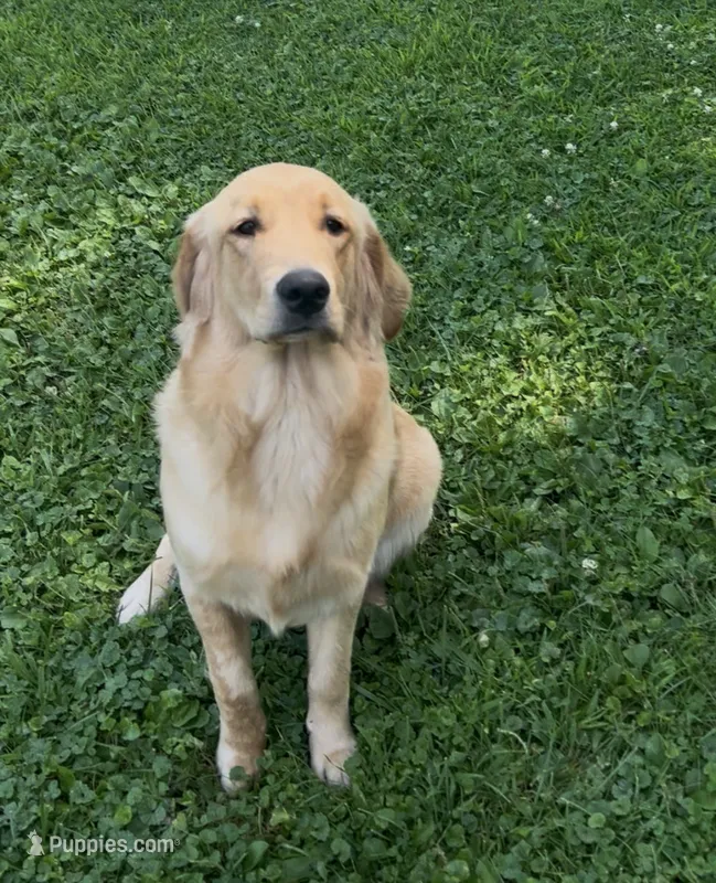Penny – English Cream Golden Retriever puppy for sale in Gas City, IN