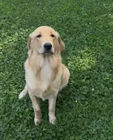 Penny, a female English Cream Golden Retriever for sale in Gas City, IN – 1 of 5