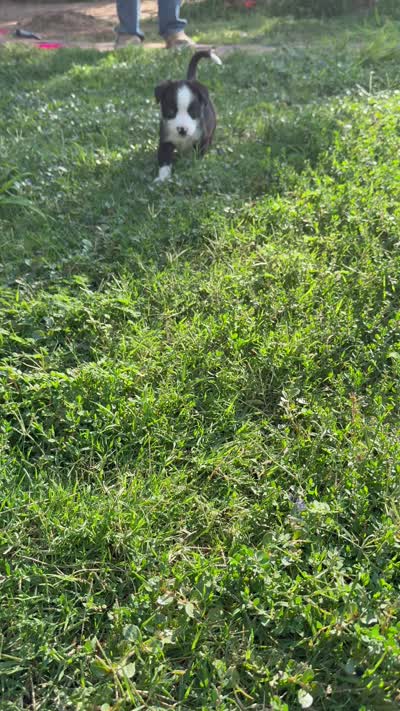 Girl 1, a female Australian Shepherd and German Shepherd Dog for sale in Oracle, AZ – 2 of 2