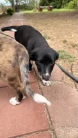 Girl 2, a female Australian Shepherd and German Shepherd Dog for sale in Oracle, AZ – 3 of 3