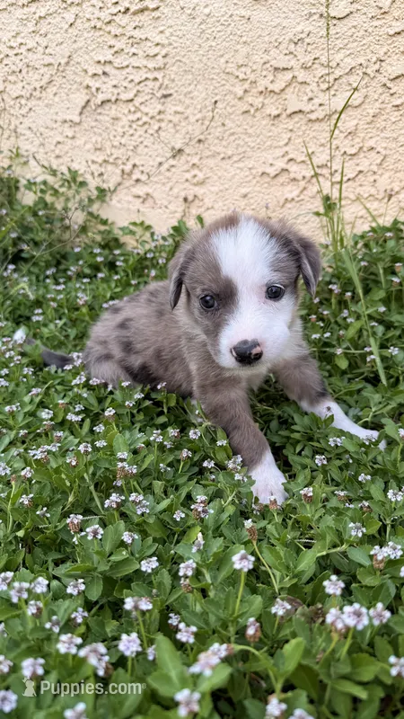 Girl 3  – Australian Shepherd, German Shepherd Dog puppy for sale in Oracle, AZ