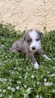 Girl 3 , a female Australian Shepherd and German Shepherd Dog for sale in Oracle, AZ – 1 of 3