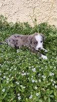 Girl 3 , a female Australian Shepherd and German Shepherd Dog for sale in Oracle, AZ – 2 of 3
