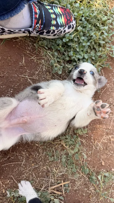 Male 1  – Australian Shepherd, German Shepherd Dog puppy for sale in Oracle, AZ