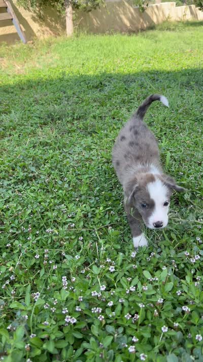 Girl 3 , a female Australian Shepherd and German Shepherd Dog for sale in Oracle, AZ – 3 of 3