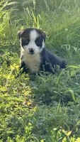 Girl 1, a female Australian Shepherd and German Shepherd Dog for sale in Oracle, AZ – 1 of 2