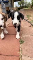 Girl 1, a female Australian Shepherd and German Shepherd Dog for sale in Oracle, AZ – 2 of 3