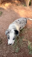 Male 1 , a male Australian Shepherd and German Shepherd Dog for sale in Oracle, AZ – 2 of 2