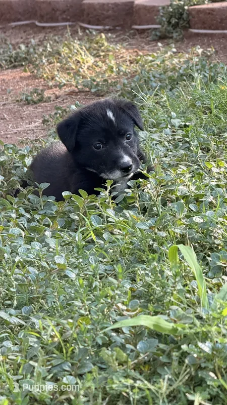 Girl 2 – Australian Shepherd, German Shepherd Dog puppy for sale in Oracle, AZ