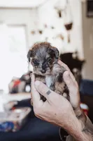 Waffles, a male Pembroke Welsh Corgi and Poodle - Miniature  for sale in Cumberland Furnace, TN – 4 of 8