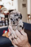 Blueberry Muffin, a female Poodle - Miniature  for sale in Cumberland Furnace, TN – 2 of 3