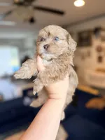 Biscuit, a male Shihpoo for sale in Cumberland Furnace, TN – 2 of 6