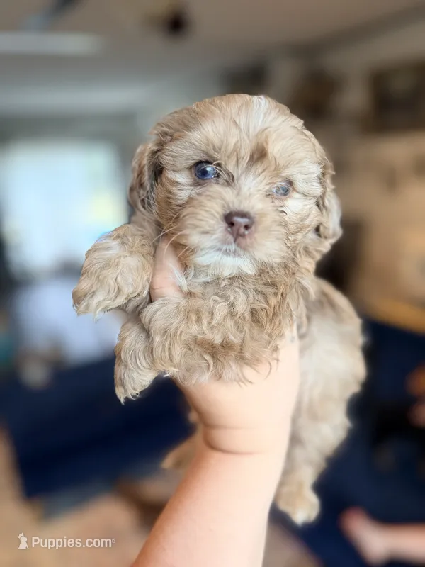 Biscuit – Shihpoo puppy for sale in Cumberland Furnace, TN