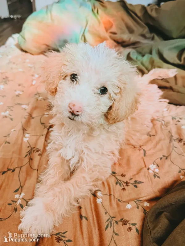 Cookie – Poodle - Miniature  puppy for sale in Cumberland Furnace, TN