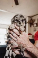 Blueberry Muffin, a female Pembroke Welsh Corgi and Poodle - Miniature  for sale in Cumberland Furnace, TN – 2 of 6