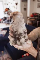 Cheddar Biscuit, a male Poodle - Miniature  for sale in Cumberland Furnace, TN – 2 of 3