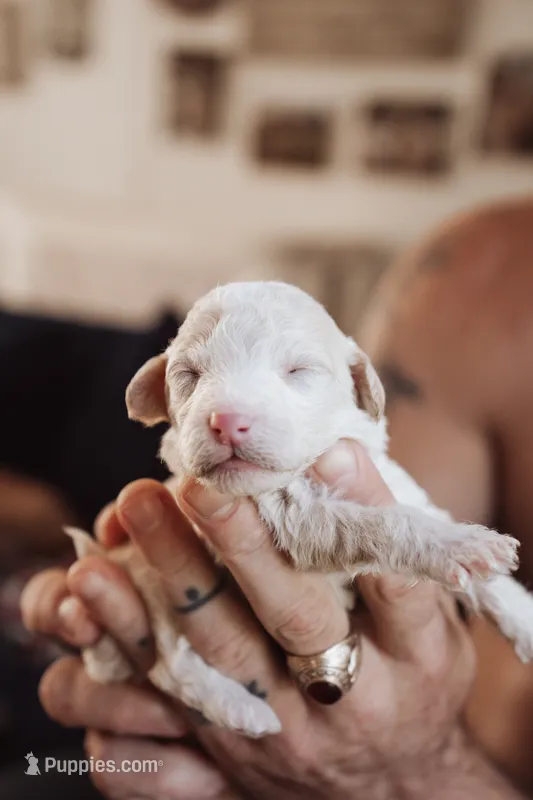 Cookie – Poodle - Miniature  puppy for sale in Cumberland Furnace, TN