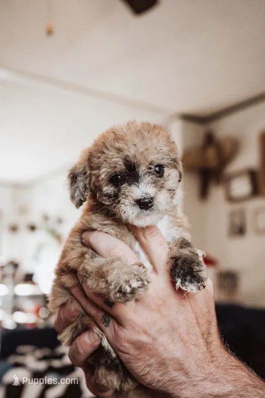 Tater Tot – Poodle - Miniature  puppy for sale in Cumberland Furnace, TN
