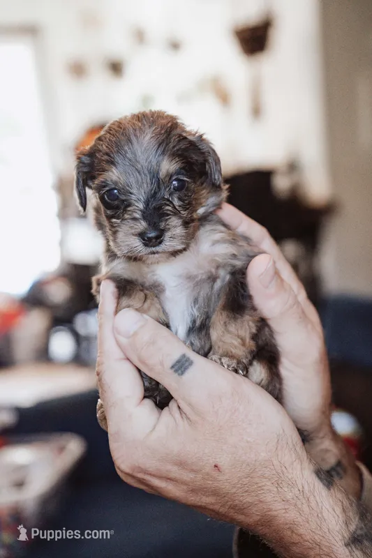 Waffles – Poodle - Miniature  puppy for sale in Cumberland Furnace, TN