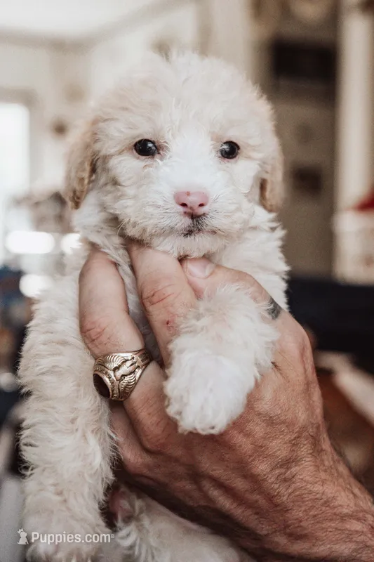 Cookie – Poodle - Miniature  puppy for sale in Cumberland Furnace, TN