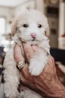 Cookie, a male Pembroke Welsh Corgi and Poodle - Miniature  for sale in Cumberland Furnace, TN – 1 of 8
