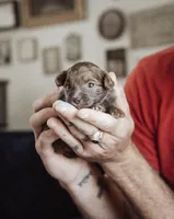 Tootsie, a female Shihpoo and Poodle - Miniature  for sale in Cumberland Furnace, TN – 1 of 4