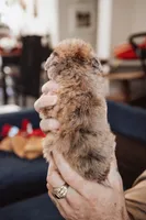 Tater Tot, a female Pembroke Welsh Corgi and Poodle - Miniature  for sale in Cumberland Furnace, TN – 4 of 8