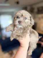Biscuit, a male Shihpoo for sale in Cumberland Furnace, TN – 4 of 6
