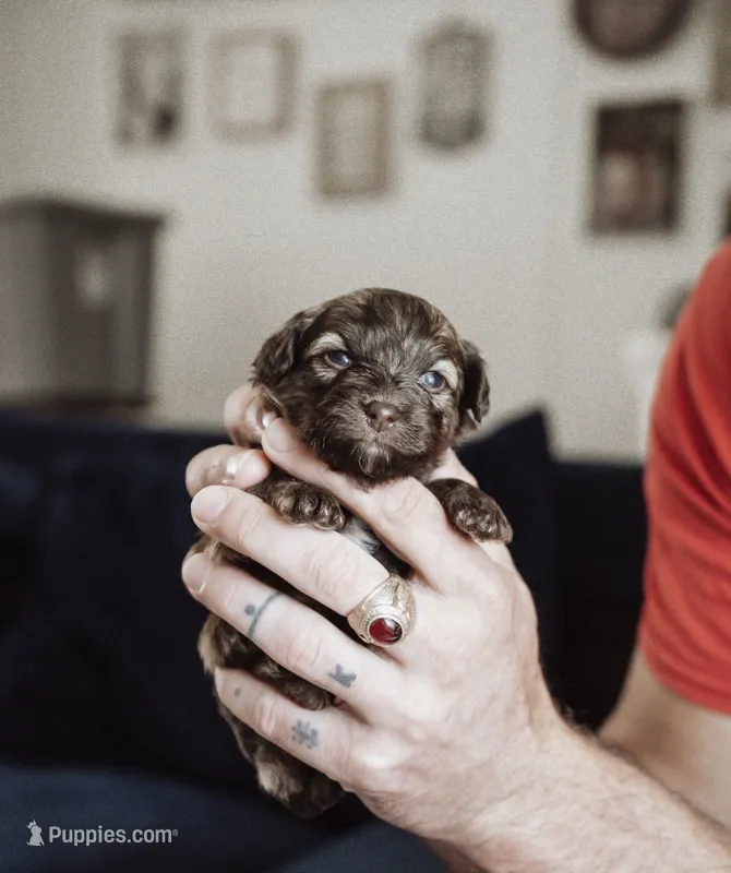 Cocoa – Shihpoo, Poodle - Miniature  puppy for sale in Cumberland Furnace, TN