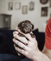 Cocoa, a female Shihpoo and Poodle - Miniature  for sale in Cumberland Furnace, TN – 1 of 3