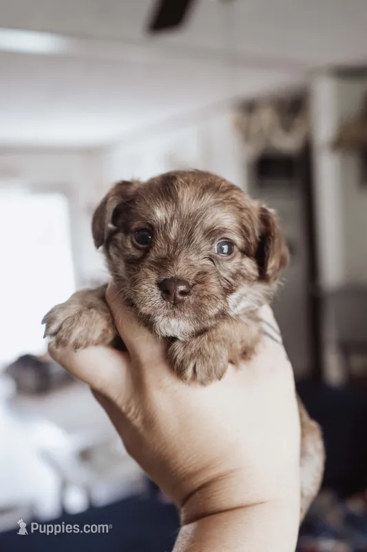 Peanut Butters – Shihpoo, Poodle - Miniature  puppy for sale in Cumberland Furnace, TN