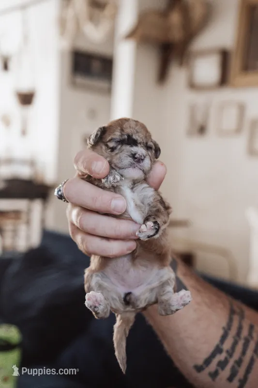 Tater Tot – Poodle - Miniature  puppy for sale in Cumberland Furnace, TN