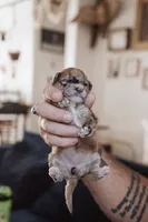 Tater Tot, a female Poodle - Miniature  for sale in Cumberland Furnace, TN – 1 of 6