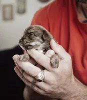 Peanut Butters, a male Shihpoo and Poodle - Miniature  for sale in Cumberland Furnace, TN – 2 of 3