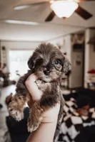 Waffles, a male Pembroke Welsh Corgi and Poodle - Miniature  for sale in Cumberland Furnace, TN – 2 of 8