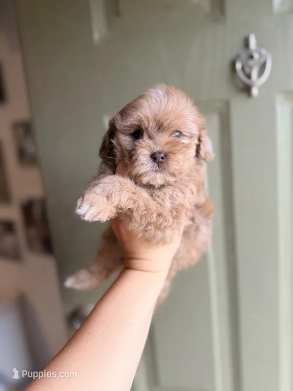 Biscuit – Shihpoo puppy for sale in Cumberland Furnace, TN