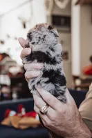 Blueberry Muffin, a female Poodle - Miniature  for sale in Cumberland Furnace, TN – 3 of 3