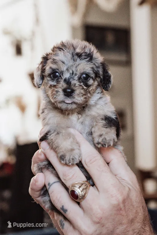 Blueberry Muffin – Poodle - Miniature  puppy for sale in Cumberland Furnace, TN