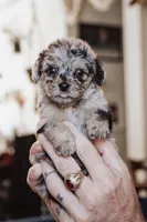 Blueberry Muffin, a female Poodle - Miniature  for sale in Cumberland Furnace, TN – 1 of 3