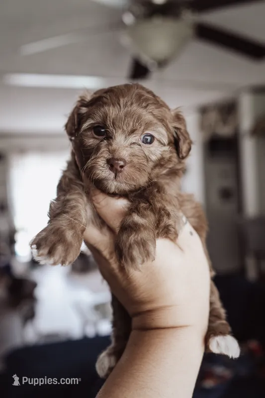 Tootsie – Shihpoo, Poodle - Miniature  puppy for sale in Cumberland Furnace, TN