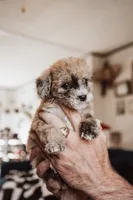 Tater Tot, a female Pembroke Welsh Corgi and Poodle - Miniature  for sale in Cumberland Furnace, TN – 2 of 8