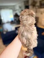 Biscuit, a male Shihpoo for sale in Cumberland Furnace, TN – 5 of 6