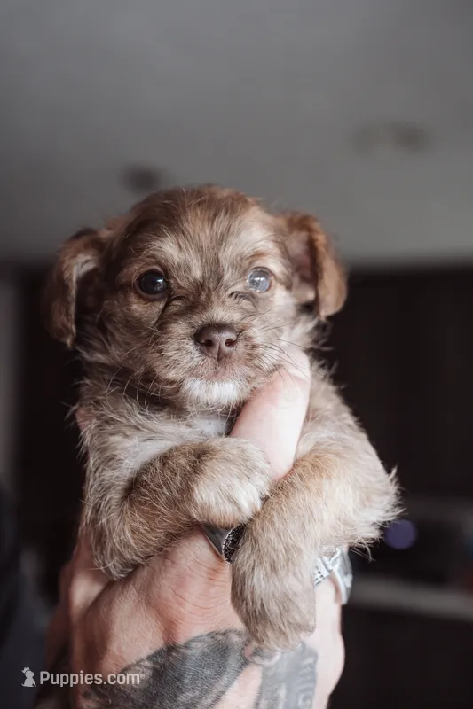 Peanut Butters – Shihpoo, Poodle - Miniature  puppy for sale in Cumberland Furnace, TN