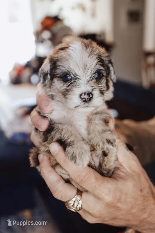 Cheddar Biscuit – Poodle - Miniature  puppy for sale in Cumberland Furnace, TN