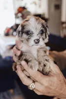 Cheddar Biscuit, a male Poodle - Miniature  for sale in Cumberland Furnace, TN – 1 of 3