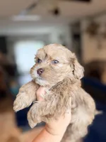 Biscuit, a male Shihpoo for sale in Cumberland Furnace, TN – 6 of 6