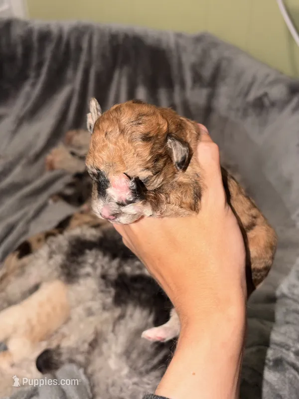 Waffles – Pembroke Welsh Corgi, Poodle - Miniature  puppy for sale in Cumberland Furnace, TN