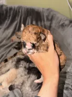 Waffles, a female Pembroke Welsh Corgi and Poodle - Miniature  for sale in Cumberland Furnace, TN – 1 of 3