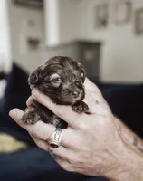 Cocoa, a female Shihpoo and Poodle - Miniature  for sale in Cumberland Furnace, TN – 2 of 3