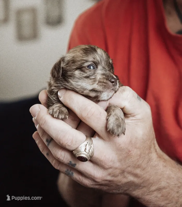 Peanut Butters – Shihpoo, Poodle - Miniature  puppy for sale in Cumberland Furnace, TN